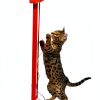 CRMADA Fling Ama String Cat Toy Battery Operated Interactive-3